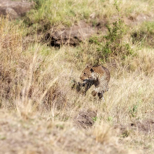 Leopardo Adulto Pantera Pardus Emerge Grama Longa Masai Mara Quênia — Fotografia de Stock