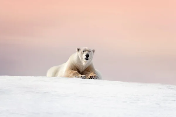 Oso Polar Macho Adulto Ursus Maritimus Descansando Sobre Nieve Svalbard — Foto de Stock