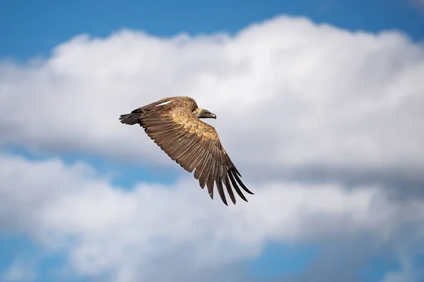 African white-backed vulture, gyps africanus, in flight over a blue sky and white cloud background. Masai Mara, Kenya