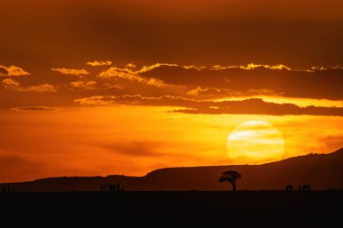 African sunset in the Masai Mara, Kenya. Wildebeest, connochaetes taurinus, can be seen grazing on the horizon next to a lone acacia tree. clipart