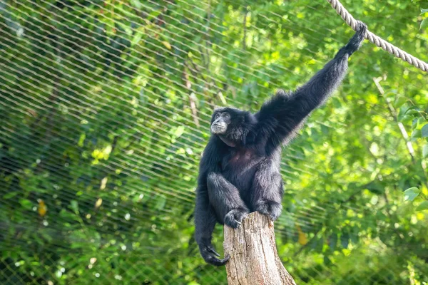 Siamang Gibbon Symphalangus Syndactylus Een Dierentuin Met Touwen Boomstronken Uit — Stockfoto