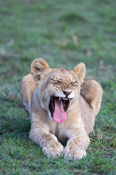 León Cachorro Pantera Leo Bosteza Muestra Sus Dientes Masai Mara —  Fotos de Stock