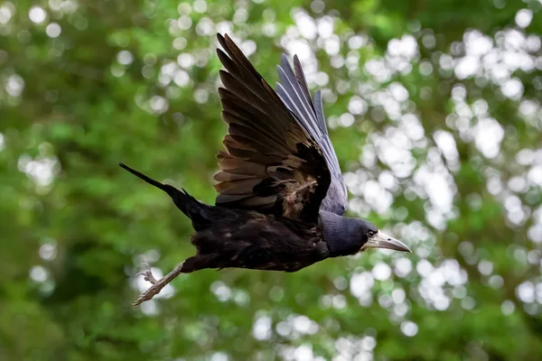 Взрослый Ладья Corvus Frugilegus Полете Фоне Листвы Боке Крылья Вверх — стоковое фото