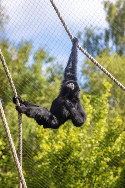 Siamang Gibbon Symphalangus Syndactylus Dans Zoo Avec Des Cordes Pour — Photo