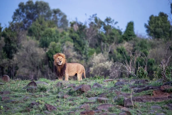 Majestatyczny Pierwszorzędny Samiec Lew Panthera Leo Stoi Wzgórzu Rozgląda Się — Zdjęcie stockowe