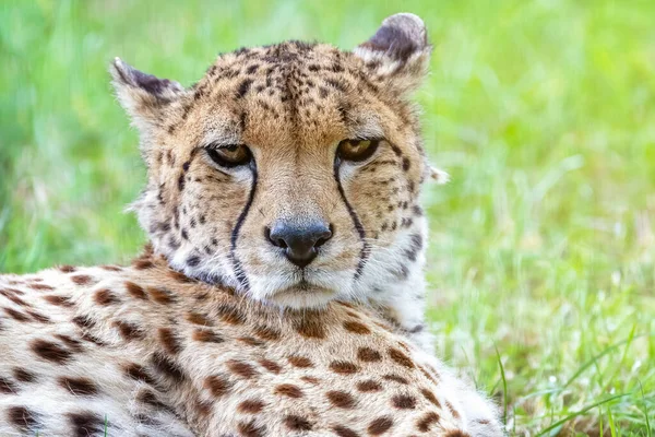 Primer Plano Cara Guepardo Adulto Acinonyx Jubatus Tendido Hierba Fresca — Foto de Stock