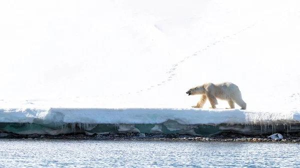 成虫のオスのホッキョクグマは ノルウェー本土と北極の間のノルウェーの群島であるスヴァールバル諸島の速い氷の端を歩く テキストのためのスペース付きサイドビュー — ストック写真