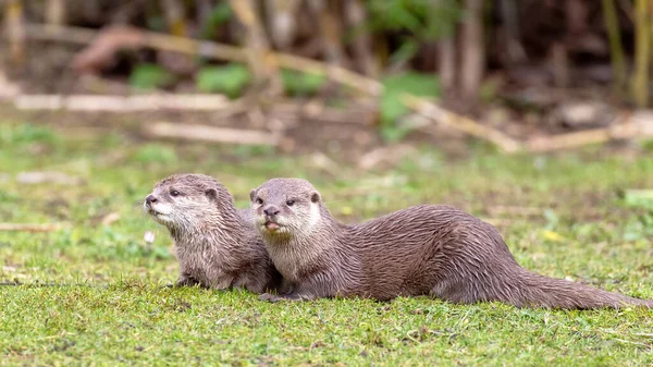 Oriental Small Clawed Otters Aonyx Cinereus Green Grass Background Semiaquatic — Stock Photo, Image