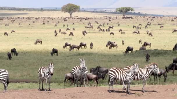 Zebra Equus Quagga Bělovousý Pakambaly Connochaetes Taurinus Otevřených Pastvinách Masai — Stock video