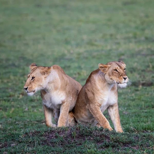 Dwie Lwice Panthera Leo Razem Zielonej Trawie Masai Mara Młode — Zdjęcie stockowe