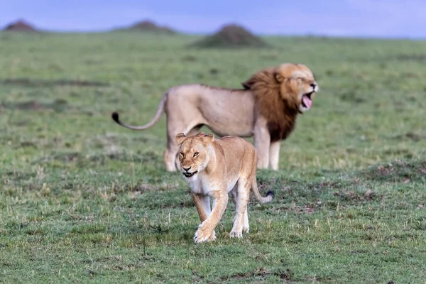 Samiec Samica Lwów Pantera Leo Zielonej Trawie Masai Mara Kenia — Zdjęcie stockowe