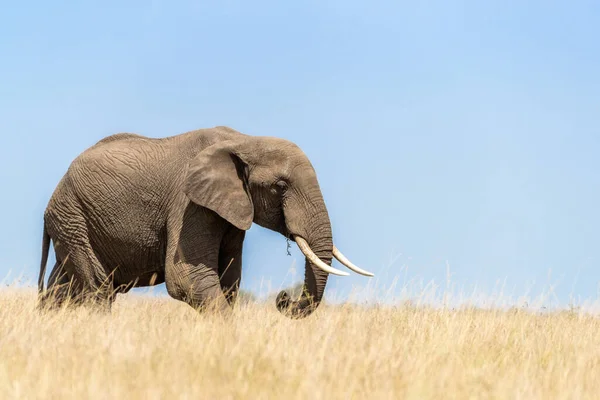 Yetişkin Fil Loxodonta Africana Masai Mara Nın Uzun Kırmızı Yulaf — Stok fotoğraf