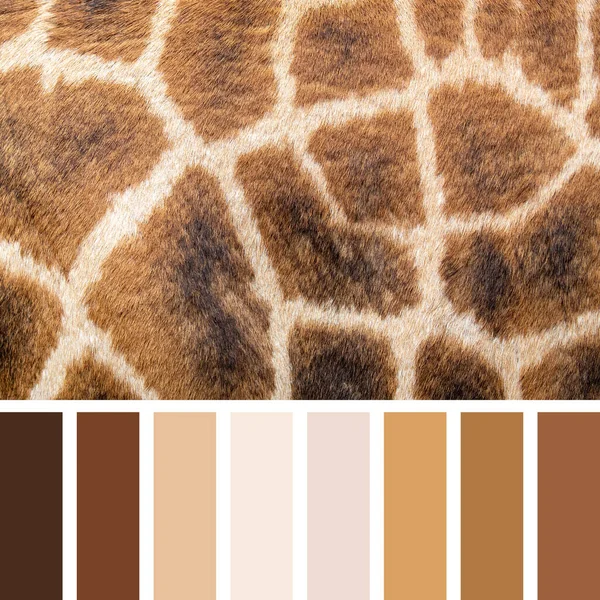 Zbliżenie Skóry Żyrafy Kolorowej Palecie Bezpłatnymi Kolorowymi Próbkami — Zdjęcie stockowe