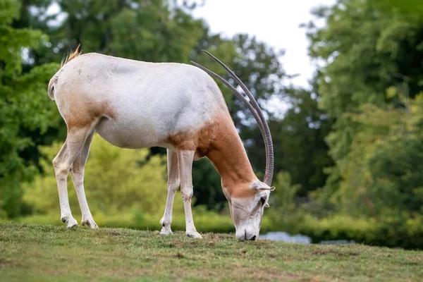 Oryx Oryx Dammah 野生動物公園での放牧 最近まで野生で絶滅していたが 飼育下での繁殖プログラムが動物を自然生息地に再導入し始めた — ストック写真