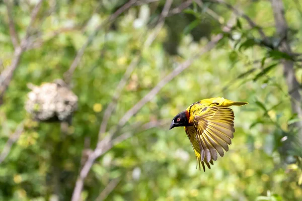 Mannetjeswevervogel Ploceus Melanocephalus Tijdens Vlucht Het Geweven Nest Hangt Achtergrond — Stockfoto