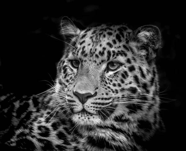 Amur Leopard Panthera Pardus Orientalis Чорно Білий Портрет Низьким Ключем — стокове фото