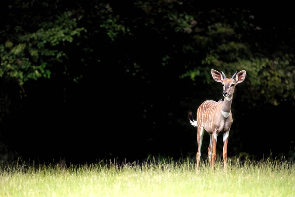 Jonge Mindere Kudu Tragelaphus Imberbis Oost Afrikaanse Bosantilope Open Plek — Stockfoto