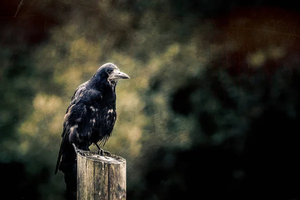 Rook Corvus Frugilegus Neergestreken Paal Met Donkere Humeurige Achtergrond Getextureerd — Stockfoto