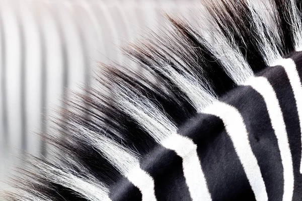 Detalhe Juba Zebra Closeup Abstrato Mostrando Crina Listrada Preto Branco — Fotografia de Stock