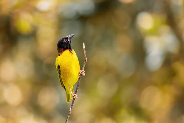 Male Black Headed Weaver Bird Perched Twig Autumn Toned Background — Stock Photo, Image