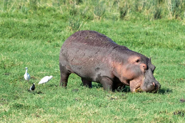 Hippo Hippopotamus Amphibius Pastando Exuberante Hierba Amboseli Kenia Con Aves — Foto de Stock