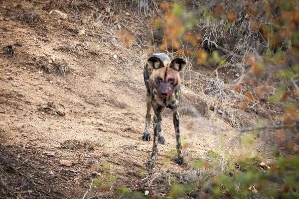 Einzelner Afrikanischer Wildhund Gemalter Wolf Busch Des Kruger Nationalparks Südafrika — Stockfoto