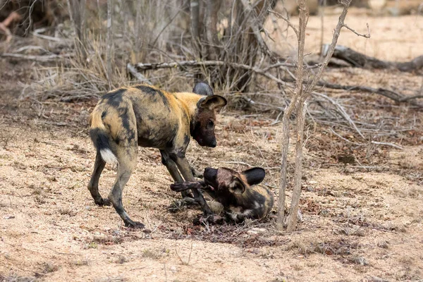 Par Perros Salvajes Africanos Lobos Pintados Arbusto Del Parque Nacional — Foto de Stock