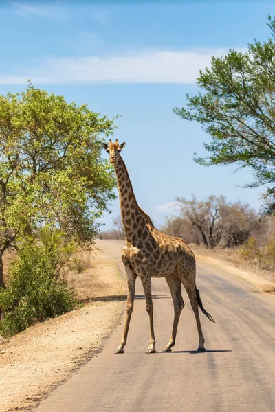 Jirafa Soltera Adulta Sudafricana Del Cabo Giraffa Camelopardalis Cruce Carretera —  Fotos de Stock