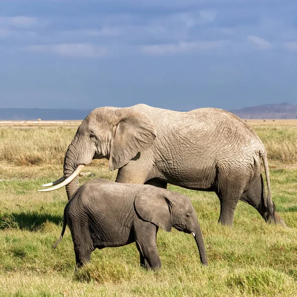 母象とかわいい子牛 Loxodontaアフリカ Amboseli国立公園のオープン草原で Kenya — ストック写真