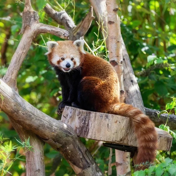 Red Panda Ailurus Fulgens Иначе Известный Меньшая Панда Медвежий Кот — стоковое фото