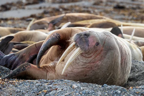 Brutto Trichechi Odobenus Rosmarus Appoggiato Sulla Spiaggia Ghiaia Delle Svalbard — Foto Stock