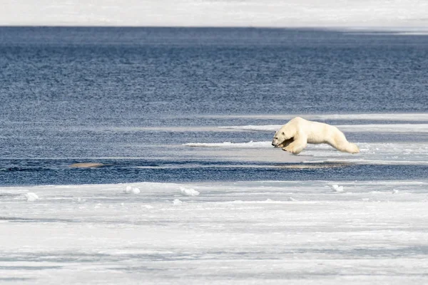 Oso Polar Macho Adulto Joven Ursus Maritimus Aire Saltando Desde — Foto de Stock