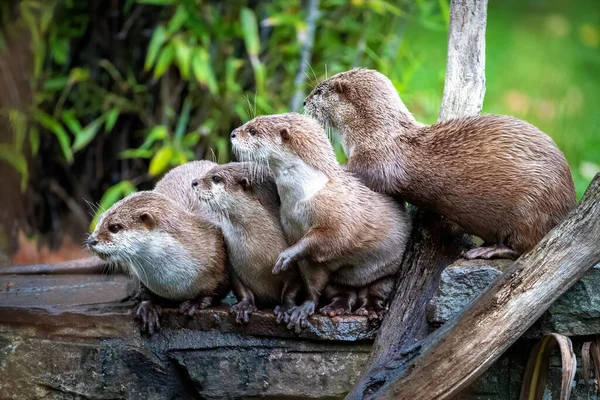 Skupina Asijských Vyder Malými Drápy Aonyx Cinerea Shlukla Sobě Tito — Stock fotografie