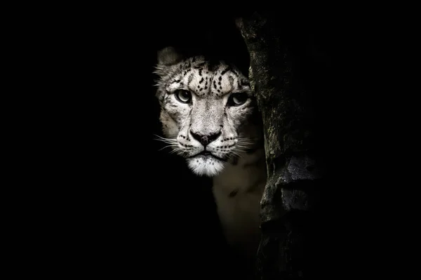 Snow Leopard Panthera Uncia Watches Rocky Outcrop Big Cat Sometimes — Stock Photo, Image