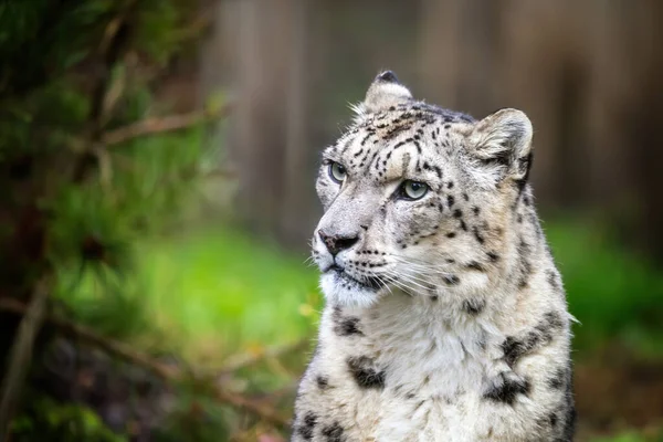 Adulto Mostrar Leopardo Panthera Uncia Sentado Ambiente Florestal Espaço Para — Fotografia de Stock