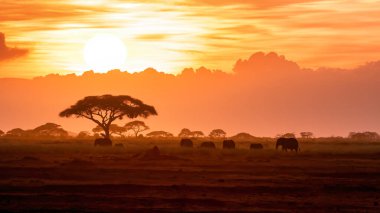 A herd of African elephants, loxodonnta africana, walk across the open plains of Amboseli National Park at sunset. Kenya. clipart