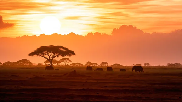 Uma Manada Elefantes Africanos Loxodonnta Africana Atravessa Planícies Abertas Parque — Fotografia de Stock