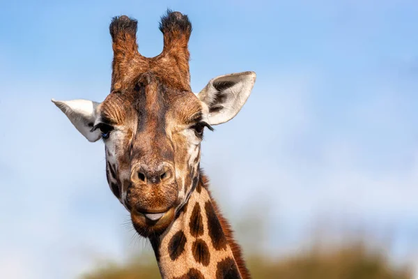 Słodka Żyrafa Rothschildów Wydłubanym Czubkiem Języka Błękitne Niebo Tło Liści — Zdjęcie stockowe