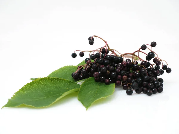 Beyaz arka plan üzerinde Sambucus nigra