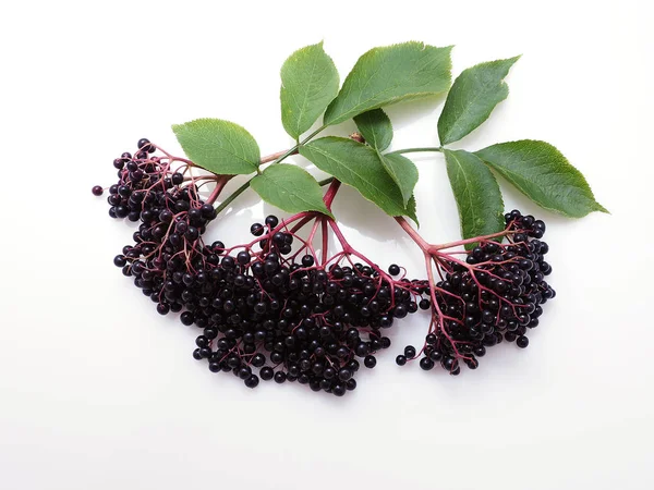 Sambucus Nigra White Background — Stock Photo, Image