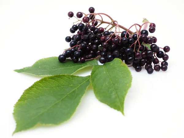 Beyaz arka plan üzerinde Sambucus nigra