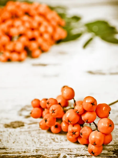 Ahşap Arka Plan Üzerinde Kırmızı Berry Ile Ashberry Küme — Stok fotoğraf
