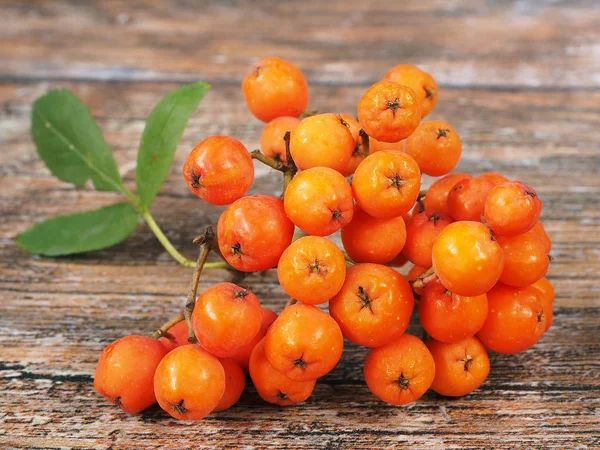 Ashberry Cluster Med Röda Bär Trä Bakgrund — Stockfoto