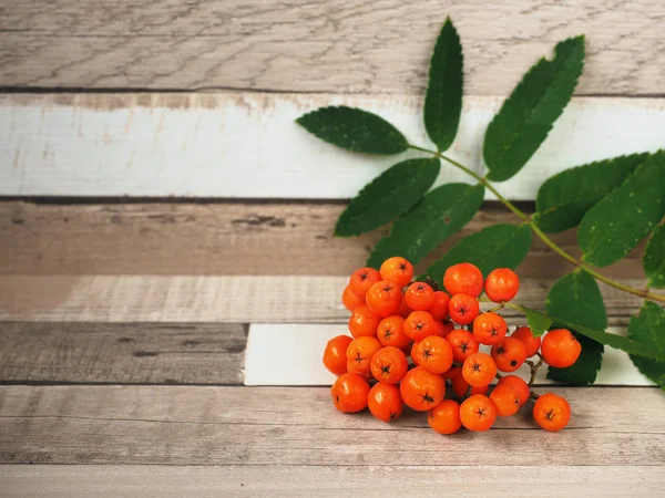 Ashberry Cluster Med Röda Bär Trä Bakgrund — Stockfoto