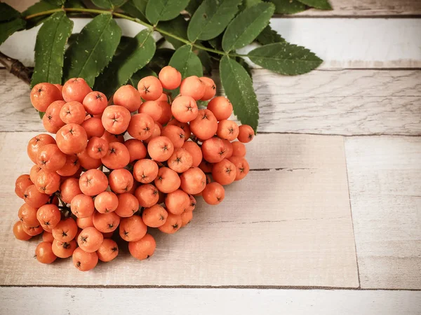Ahşap Arka Plan Üzerinde Kırmızı Berry Ile Ashberry Küme — Stok fotoğraf
