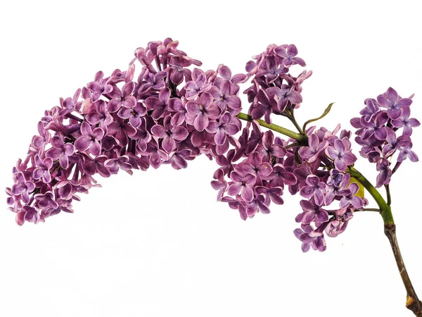 Beautiful Lilac Flowers White Background — Stock Photo, Image