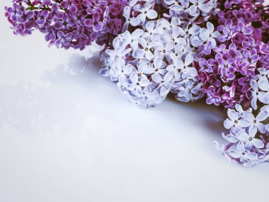 Beyaz arka planda güzel leylak çiçekleri