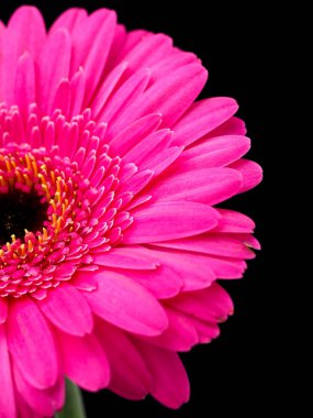 Siyah arka plan üzerinde pembe gerbera çiçek
