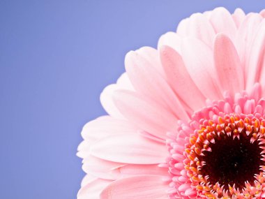 Güzel pembe gerbera çiçeği