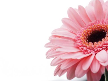 pembe gerbera çiçek izole